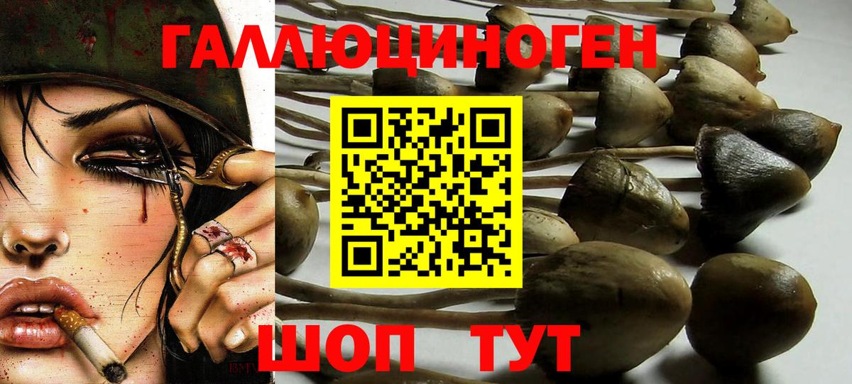 Псилоцибиновые грибы Psilocybine cubensis Усть-Лабинск